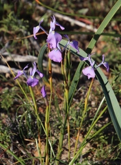 Moraea grandis