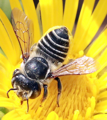 Common Little Leaf-cutter Bee