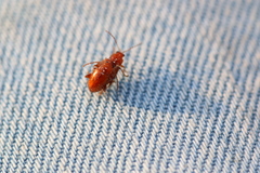 Neocrepidodera transversa