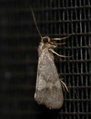 Cisthene faustinula