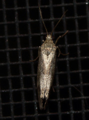 Cisthene faustinula
