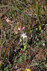 Hesperantha cucullata
