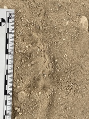 Phloeodes diabolicus