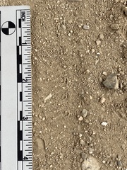 Phloeodes diabolicus