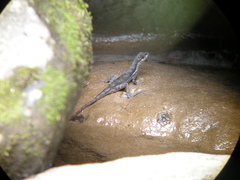 Anolis oxylophus
