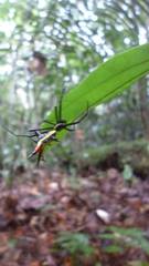 Micrathena schreibersi