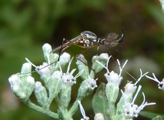 Toxorhynchites rutilus septentrionalis
