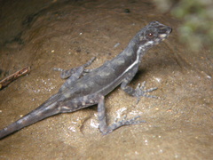 Anolis oxylophus