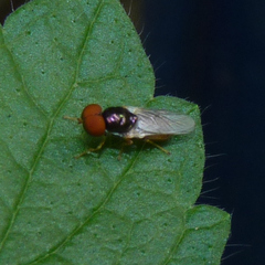 Microchrysa flaviventris