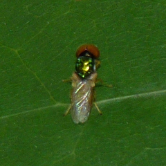 Microchrysa flaviventris