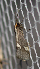 Cisthene liberomacula