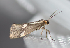 Cisthene liberomacula