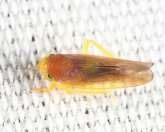 Colladonus setaceus