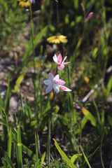 Hesperantha cucullata
