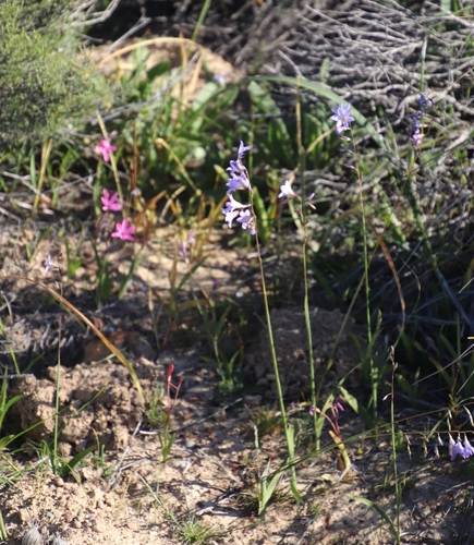 Image of Ixia rapunculoides by (c) Tony Rebelo, some rights reserved (CC BY-SA)