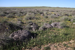 Hesperantha cucullata
