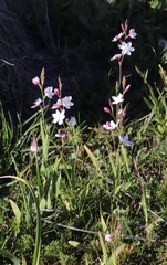 Hesperantha cucullata