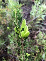Acacia hispidula