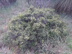 Hibbertia hypericoides