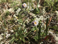 Erigeron uniflorus