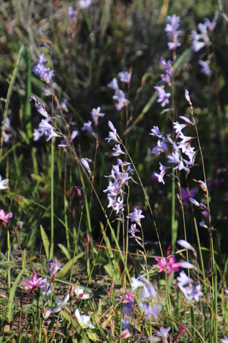 Image of Ixia rapunculoides by (c) Tony Rebelo, some rights reserved (CC BY-SA)