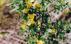 Genista patens