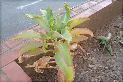 Kalanchoe laetivirens