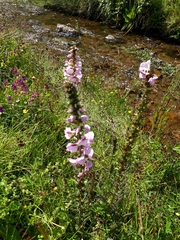 Pedicularis mexicana