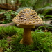Amanita Sect. Validae - Photo (c) T. Abe Lloyd, some rights reserved (CC BY-NC), uploaded by T. Abe Lloyd