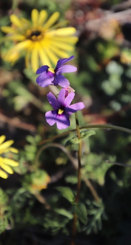 Image of Nemesia leipoldtii by (c) Tony Rebelo, some rights reserved (CC BY-SA)