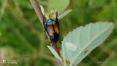Callirhinus metallescens