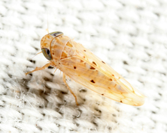 Atanus perspicillatus