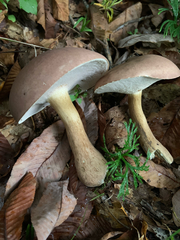 Tylopilus minor