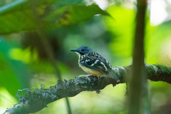 Hylophylax naevius