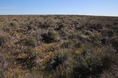 Hesperantha cucullata