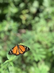 Danaus cleophile