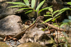 Kentropyx altamazonica