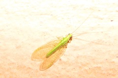 Cunctochrysa albolineata