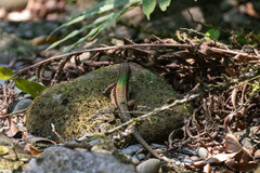 Kentropyx altamazonica