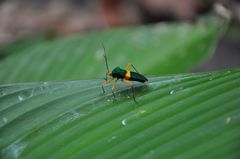 Paryphes