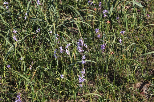 Image of Ixia rapunculoides by (c) Tony Rebelo, some rights reserved (CC BY-SA)