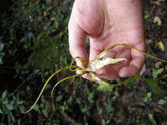 Brassia