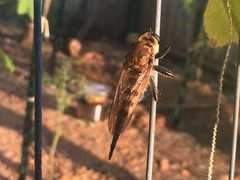 Promachus rufipes