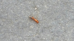Solenopsis geminata