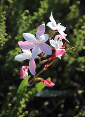 Hesperantha cucullata