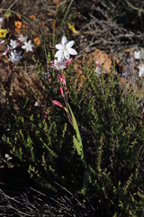 Hesperantha cucullata