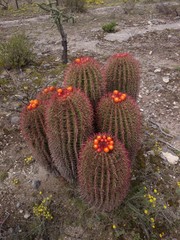 Ferocactus pilosus