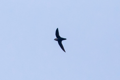 Streptoprocne rutila