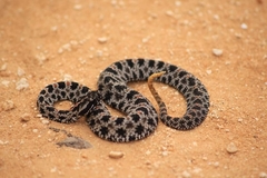 Pygmy Rattlesnake photo 4