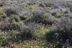 Hesperantha cucullata